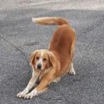 avviso-scomparsa-cane-leo
