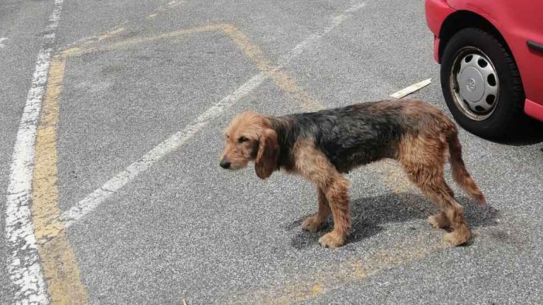 trilli-cane-abbandonato-terminillo