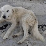 cane-abbandonato-terminillo