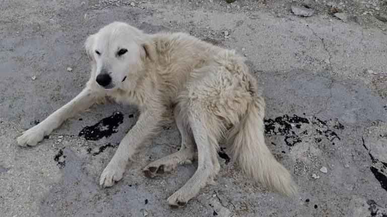 cane-abbandonato-terminillo
