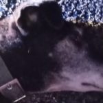 cane-investito-rieti