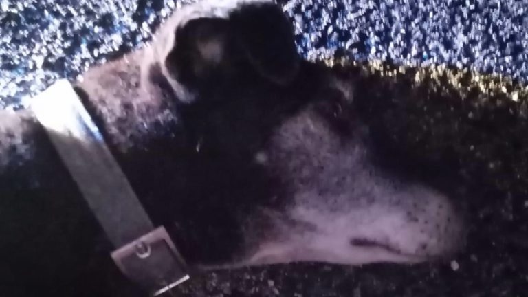 cane-investito-rieti
