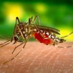 west-nile-zanzara