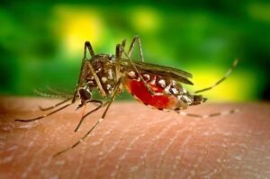 west-nile-zanzara